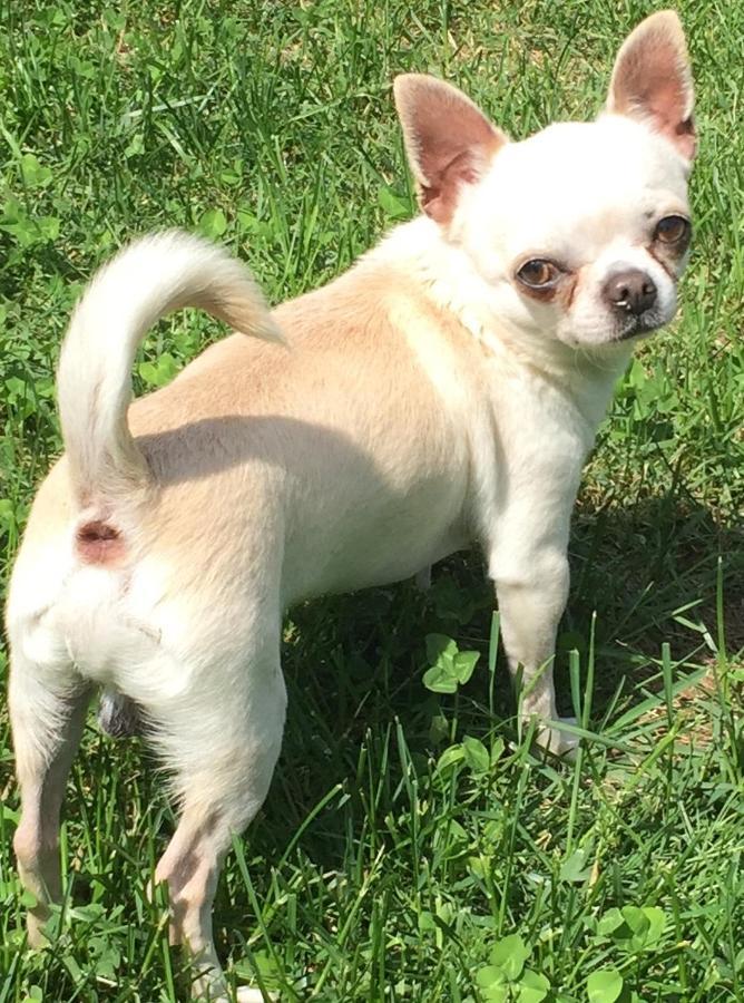 B&B Il Tempo Del Sogno Con Cani E Gatti Pet&Breakfast Baveno Zewnętrze zdjęcie