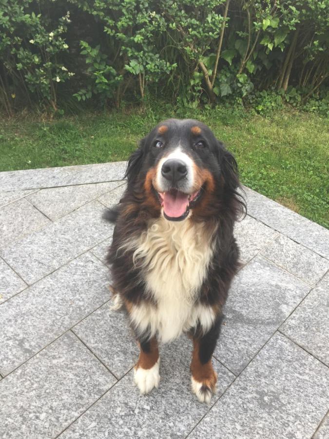 B&B Il Tempo Del Sogno Con Cani E Gatti Pet&Breakfast Baveno Zewnętrze zdjęcie