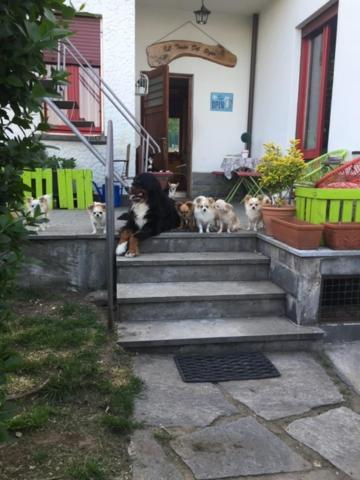 B&B Il Tempo Del Sogno Con Cani E Gatti Pet&Breakfast Baveno Zewnętrze zdjęcie