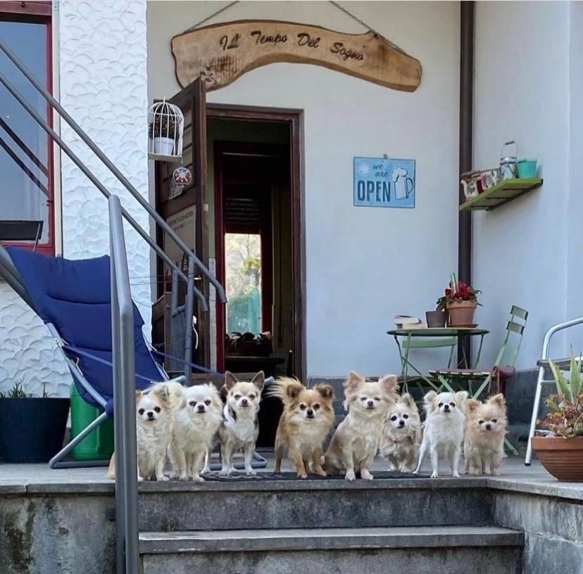 B&B Il Tempo Del Sogno Con Cani E Gatti Pet&Breakfast Baveno Zewnętrze zdjęcie